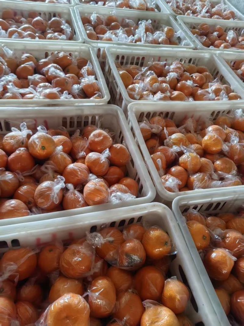 早熟蜜橘温州蜜桔，味甜多汁化渣，果园直供发车