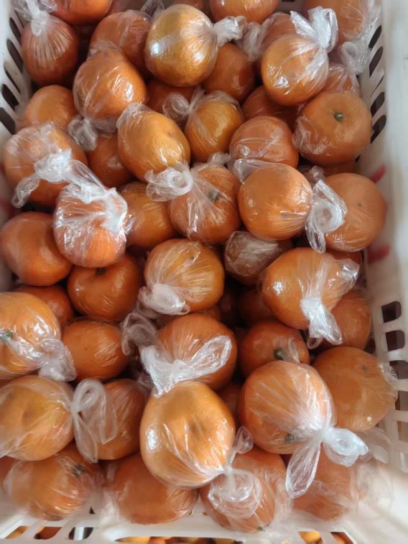 早熟蜜橘温州蜜桔，味甜多汁化渣，果园直供发车