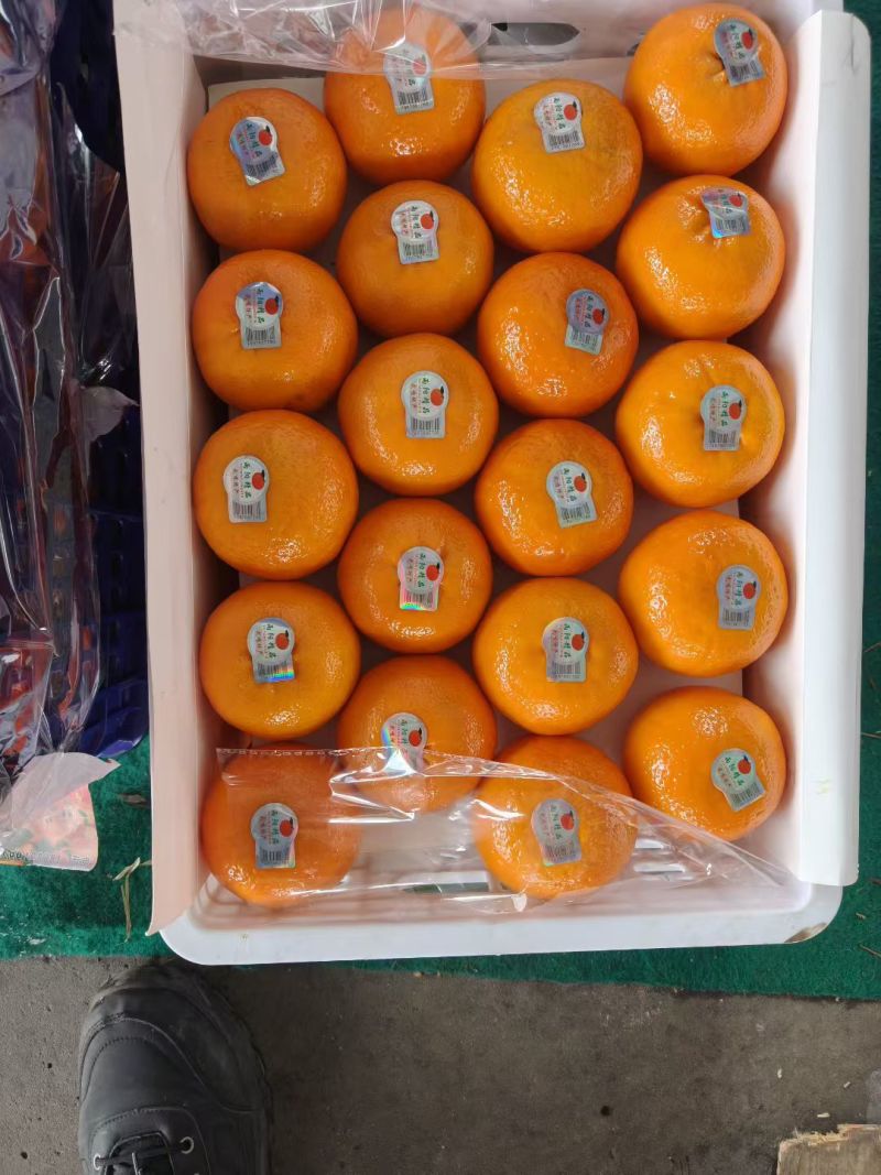 沃柑，产地一手货源，对接电商，市场，社团，外贸出口，