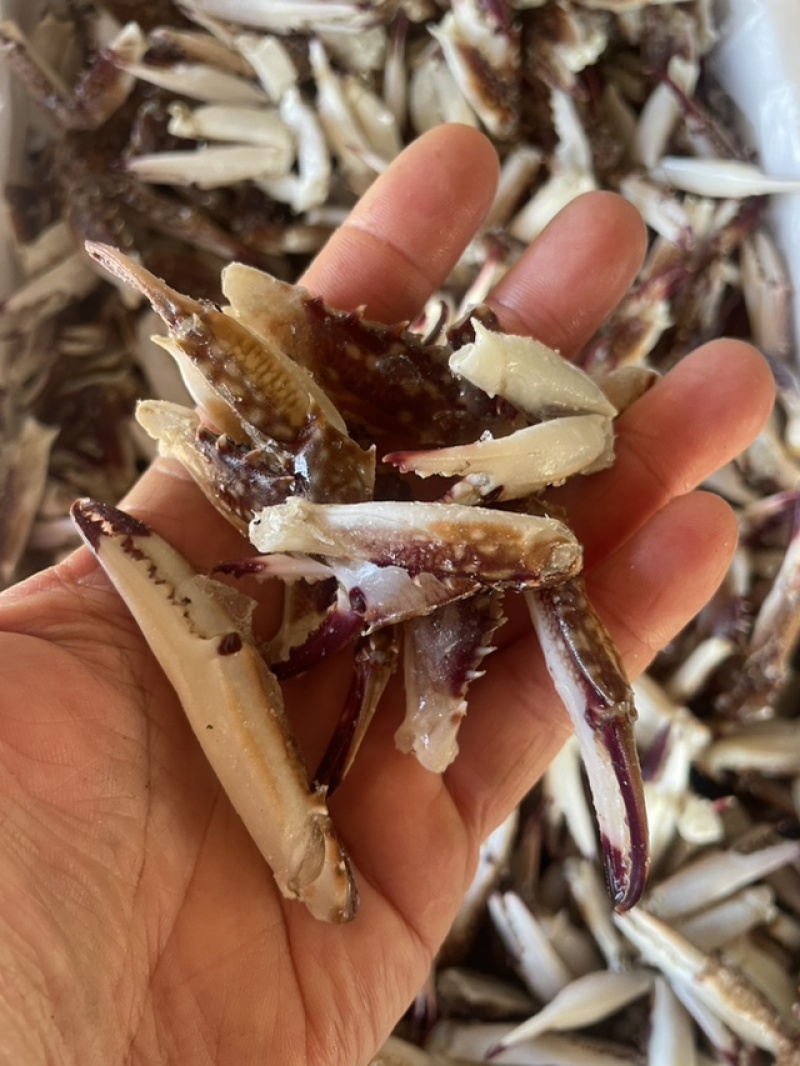 小号无冰蟹钳