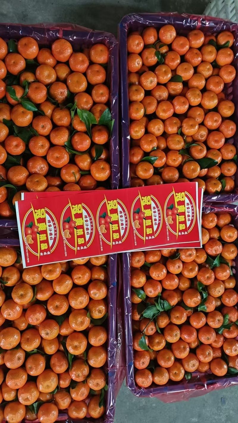砂糖橘大量上市，一手货源，可对接电商，社团，市场，出口
