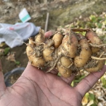 汕尾海丰鲜沙姜