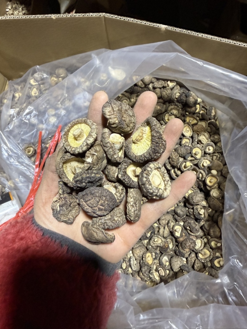 包邮小厚冬菇2.5-3厘米干香菇2026新菇