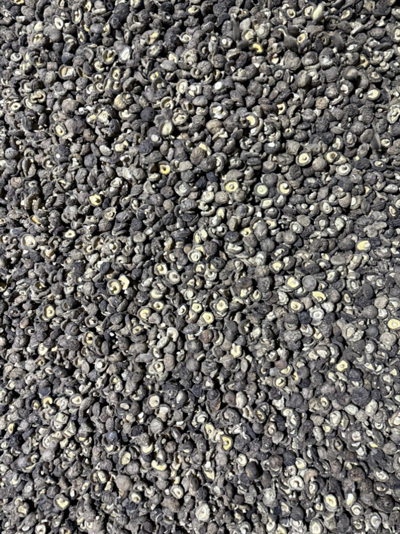 包邮小厚冬菇2.5-3厘米干香菇2026新菇