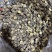 包邮小厚冬菇2.5-3厘米干香菇2026新菇