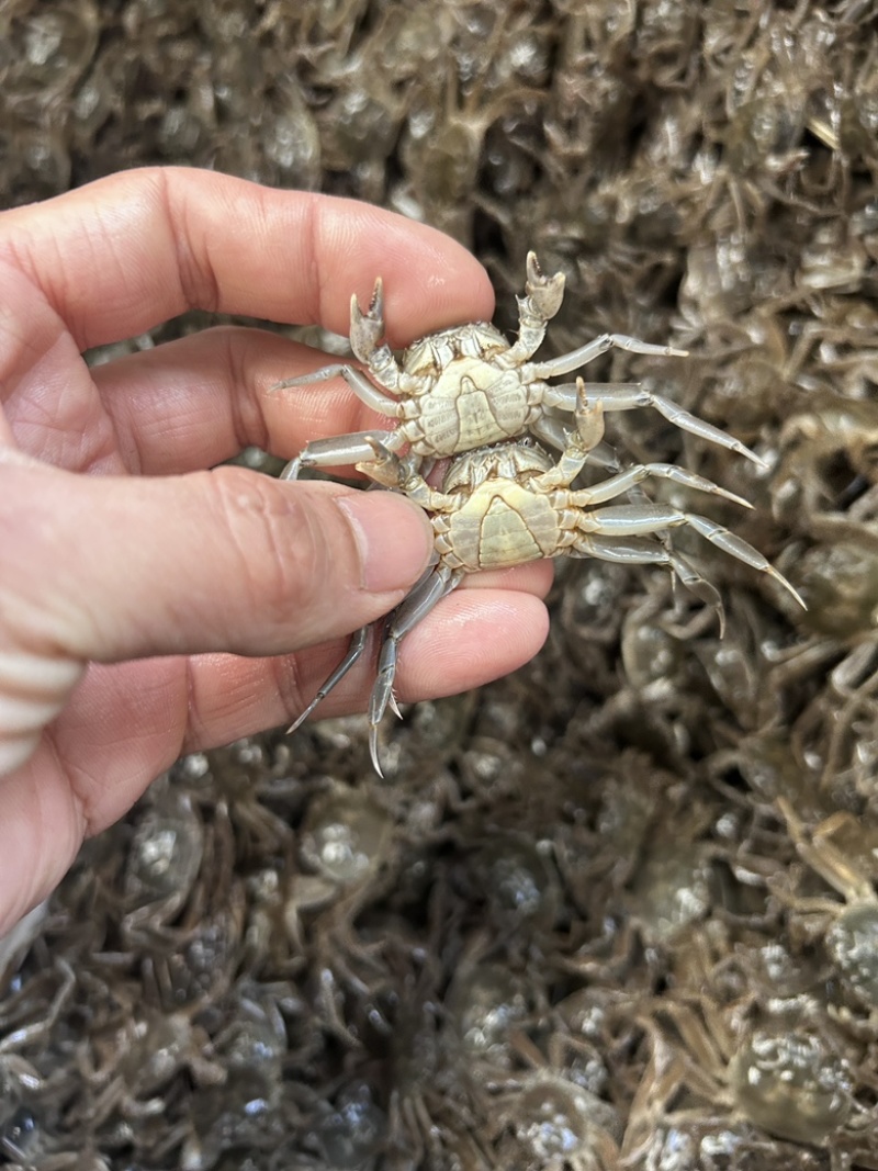 大闸蟹苗江苏蟹苗养殖小蟹苗扣蟹苗河蟹苗