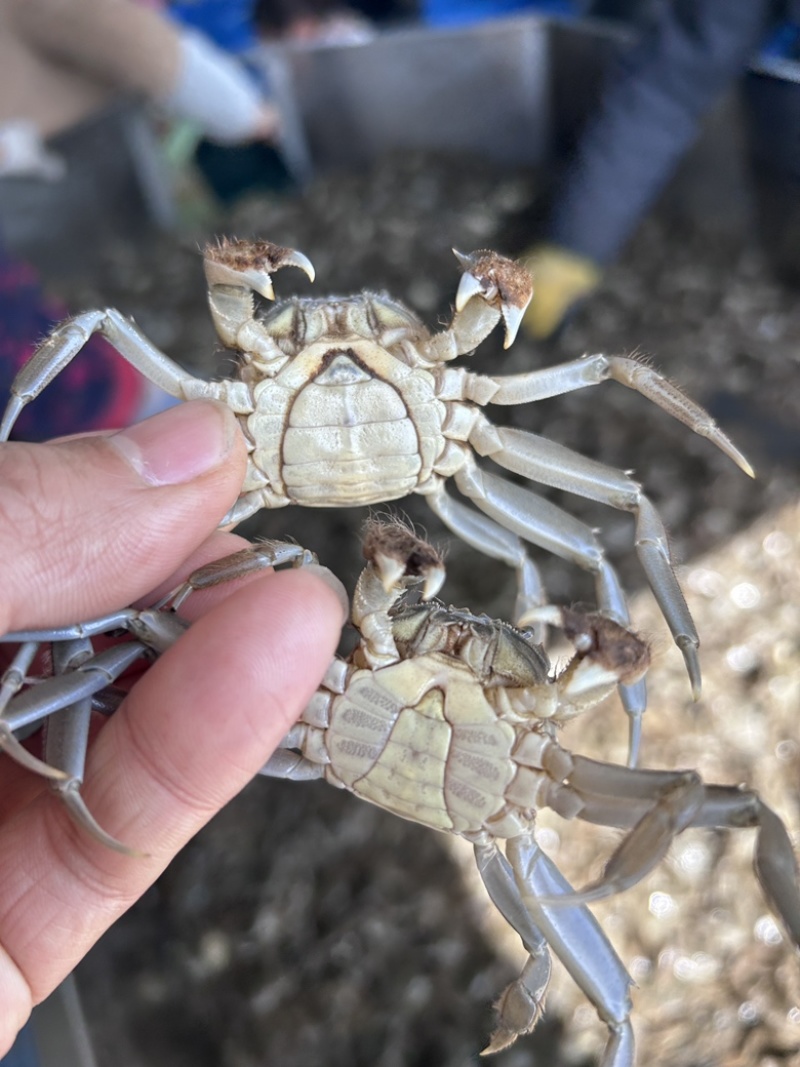 大闸蟹苗江苏蟹苗养殖小蟹苗扣蟹苗河蟹苗