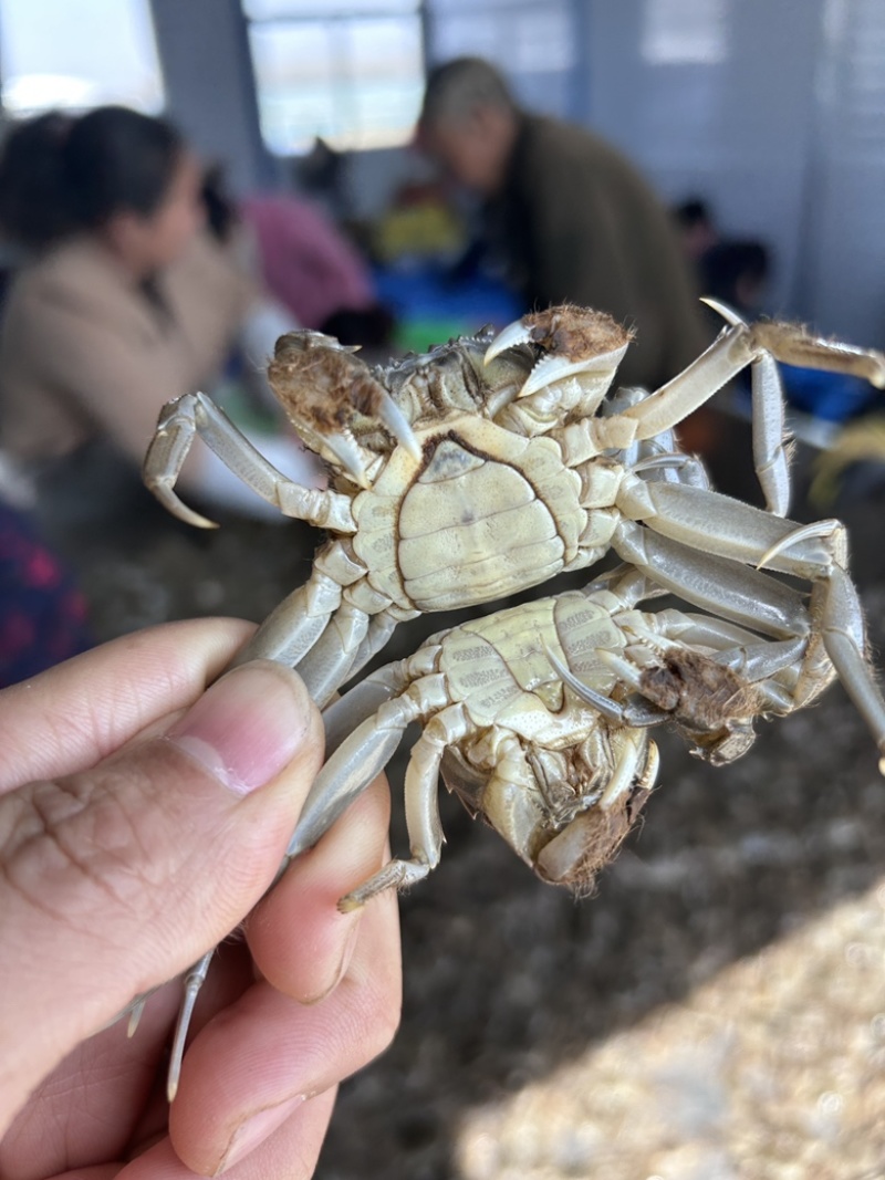 大闸蟹苗江苏蟹苗养殖小蟹苗扣蟹苗河蟹苗