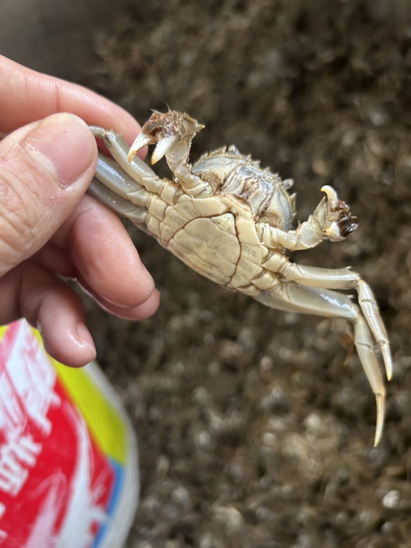 大闸蟹苗江苏蟹苗养殖小蟹苗扣蟹苗河蟹苗