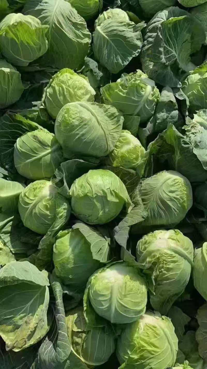 湖北甘蓝清甜可口价格美丽质量好走货快欢迎询价