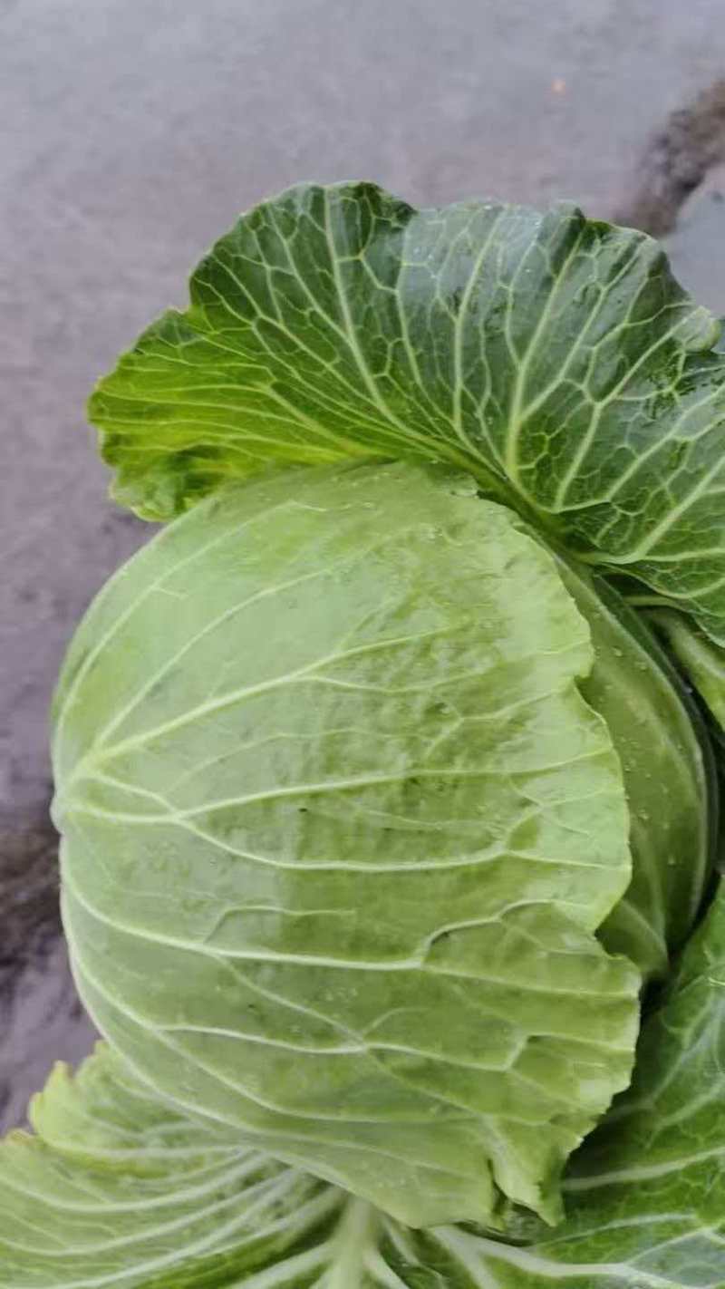 湖北甘蓝清甜可口价格美丽质量好走货快欢迎询价
