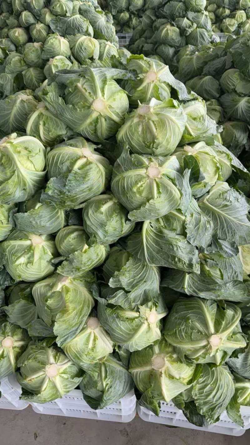 湖北甘蓝清甜可口价格美丽质量好走货快欢迎询价