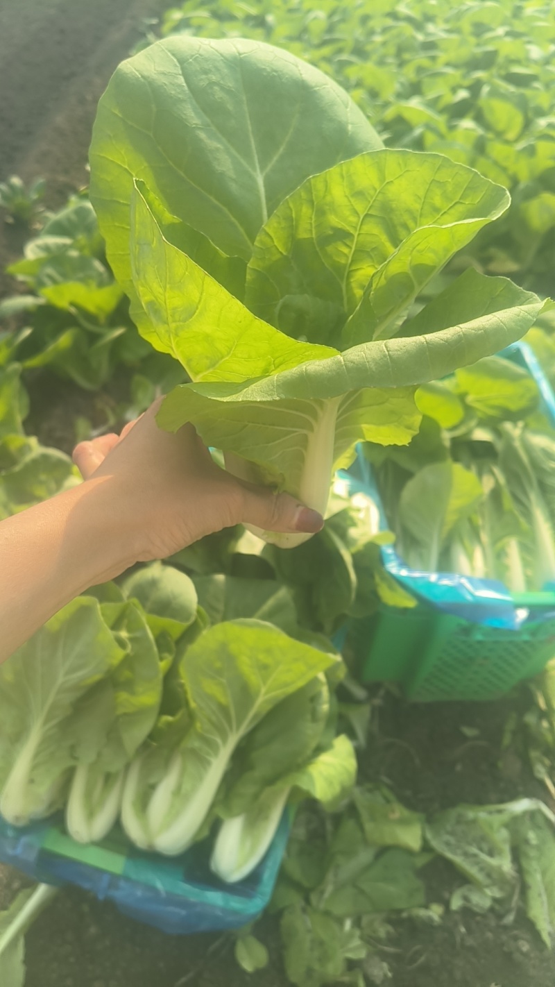 精品杭白菜丰收了