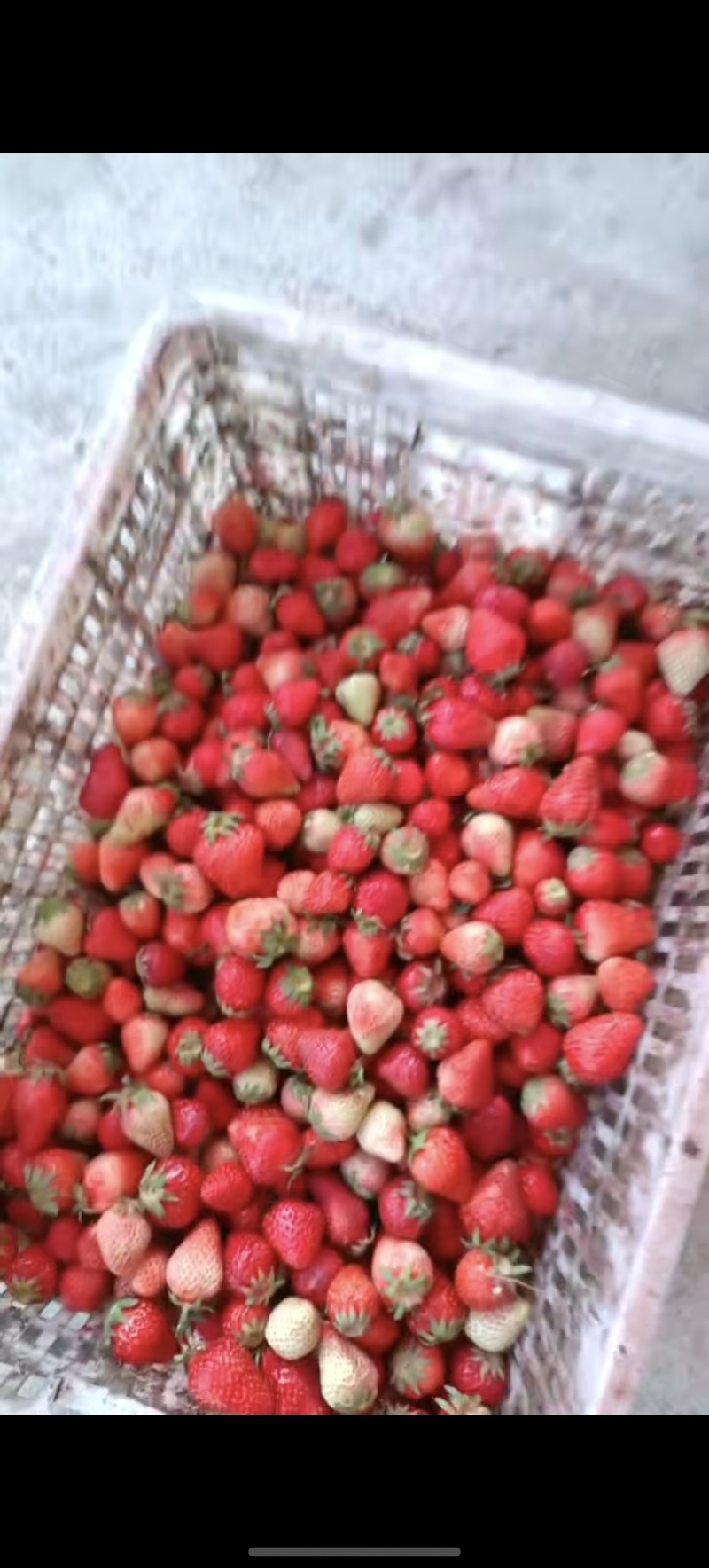 红颜草莓加工果