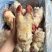 带骨后牛蹄全国发货