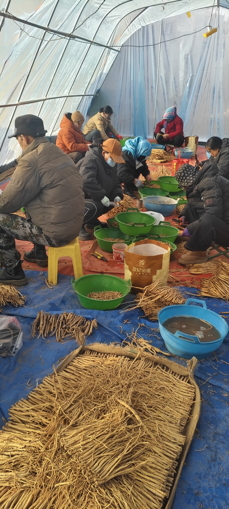 甘肃白条党参手工寸节产地直发量大优惠