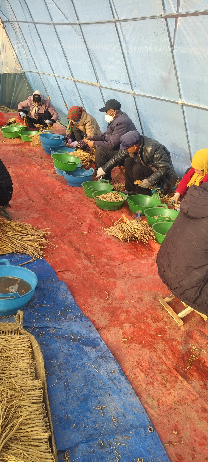 甘肃白条党参手工寸节产地直发量大优惠