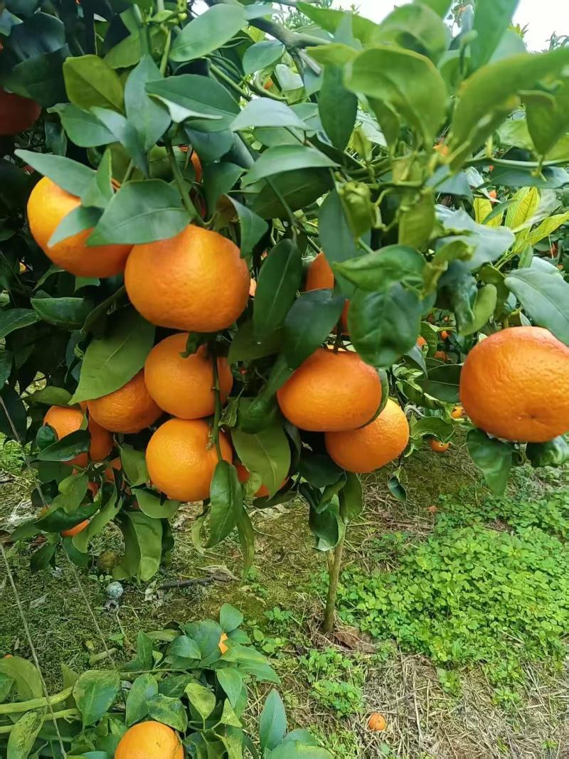 橘子云南精品沃柑基地直供量大从优欢迎联系