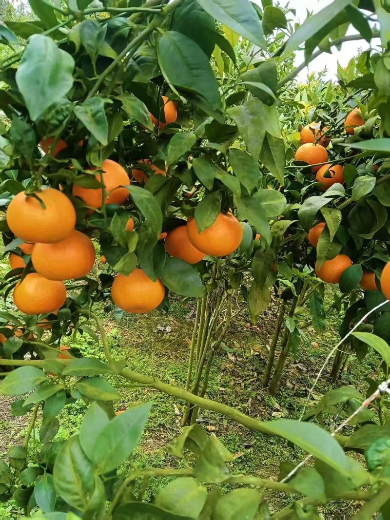 橘子云南精品沃柑基地直供量大从优欢迎联系