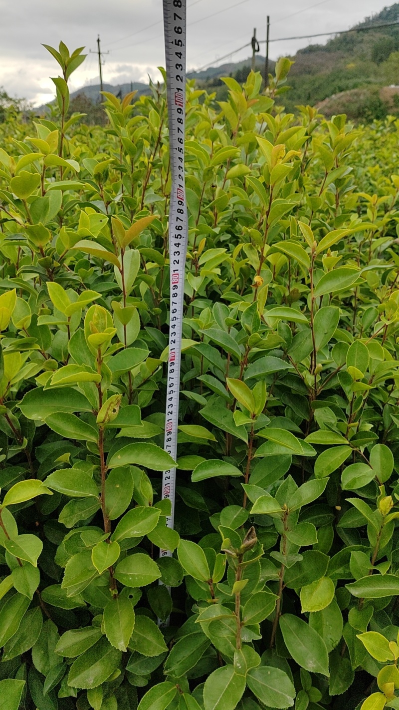 油茶苗