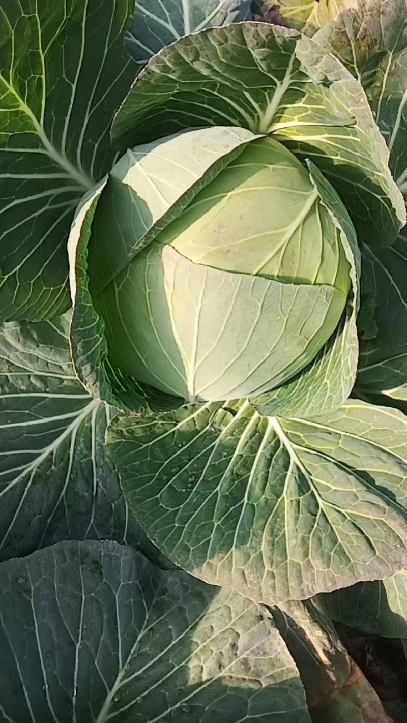 潍坊诸城奥奇娜甘蓝，有需要的老板联系，交通方便，质量好。