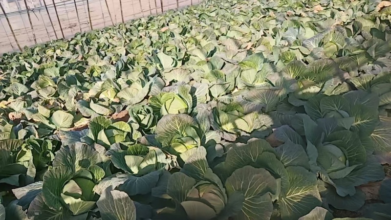 潍坊诸城奥奇娜甘蓝，有需要的老板联系，交通方便，质量好。
