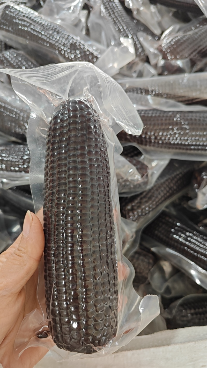 东北黑糯玉米