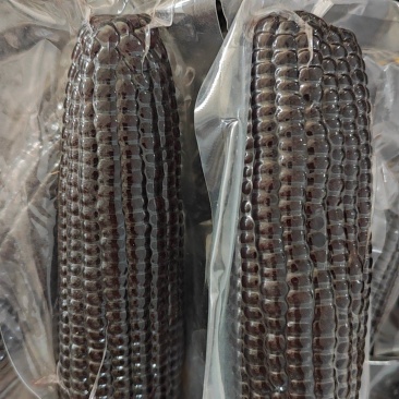 东北黑糯玉米