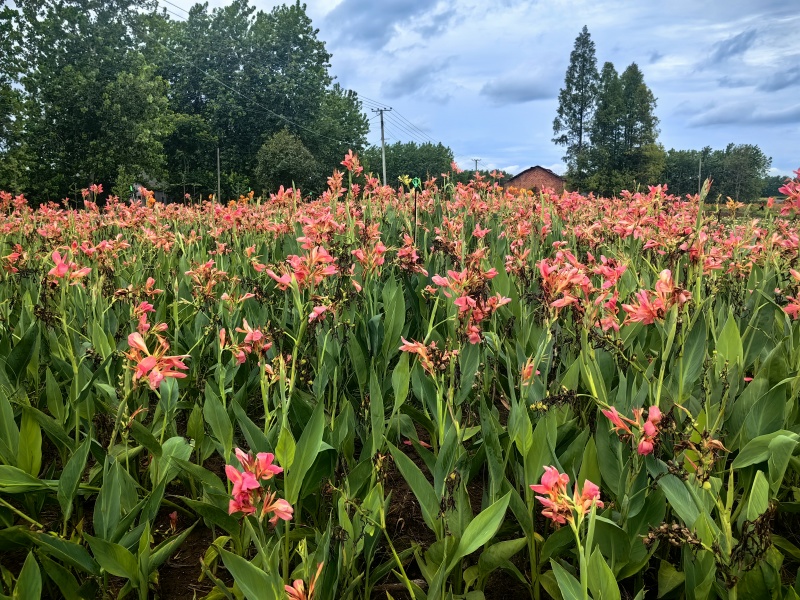美人蕉（青叶粉红，黄花）