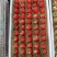 丹东99红颜草莓