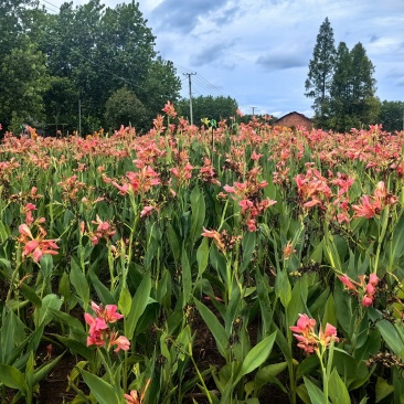 美人蕉（青叶粉红，黄花）