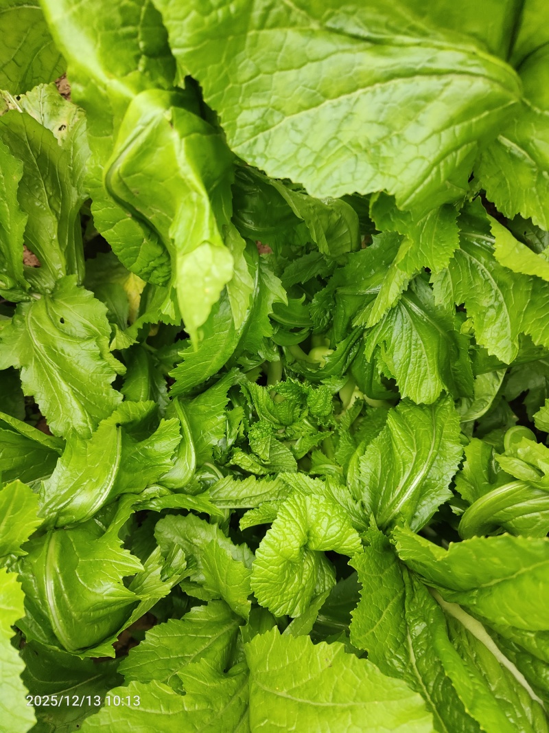 榨菜头、菱角菜