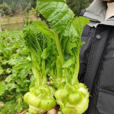 榨菜头、菱角菜