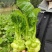 榨菜头、菱角菜