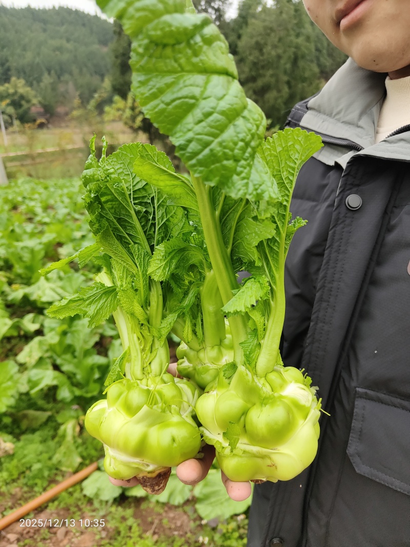 榨菜头、菱角菜