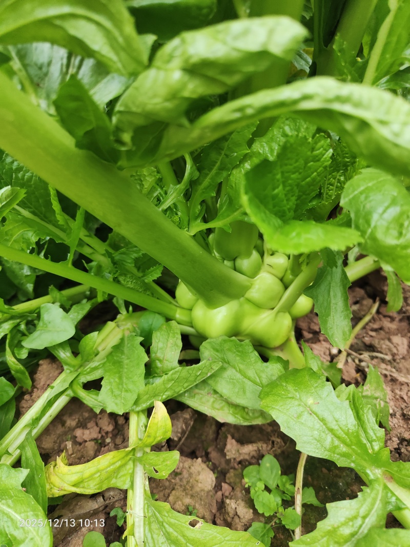 榨菜头、菱角菜