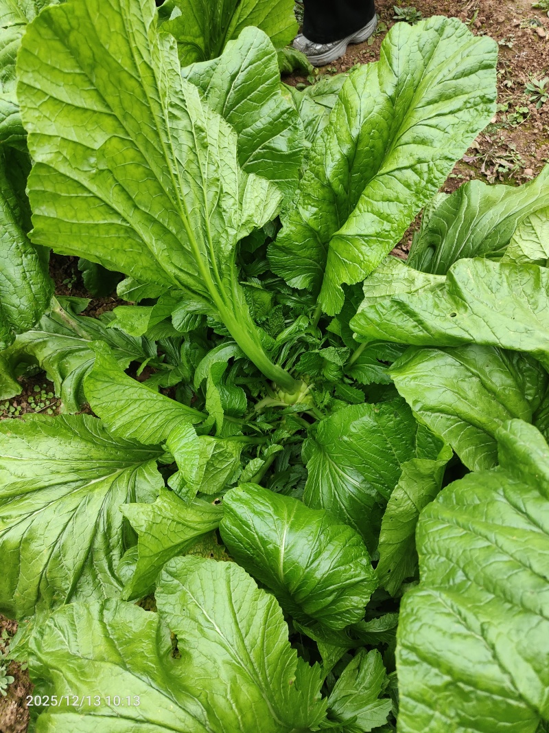 榨菜头、菱角菜