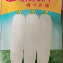 韩丰春玉韩系白玉杂交一代萝卜种子根皮白肉质清脆品质