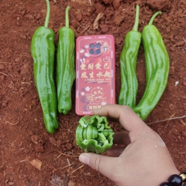 苏椒炮王芜湖椒广东湛江货海南基地直发全国各地