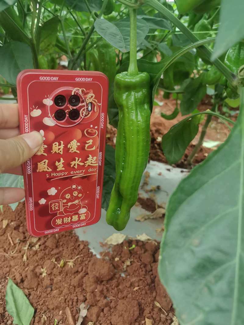 苏椒炮王芜湖椒广东湛江货海南基地直发全国各地