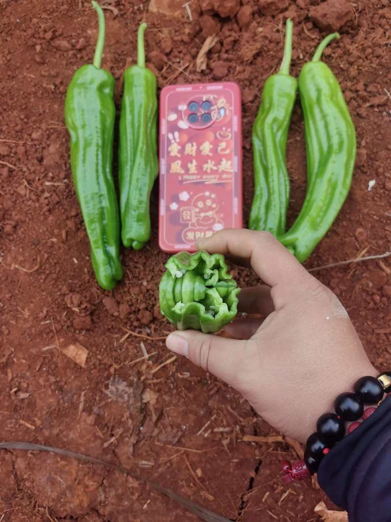 苏椒炮王芜湖椒广东湛江货海南基地直发全国各地