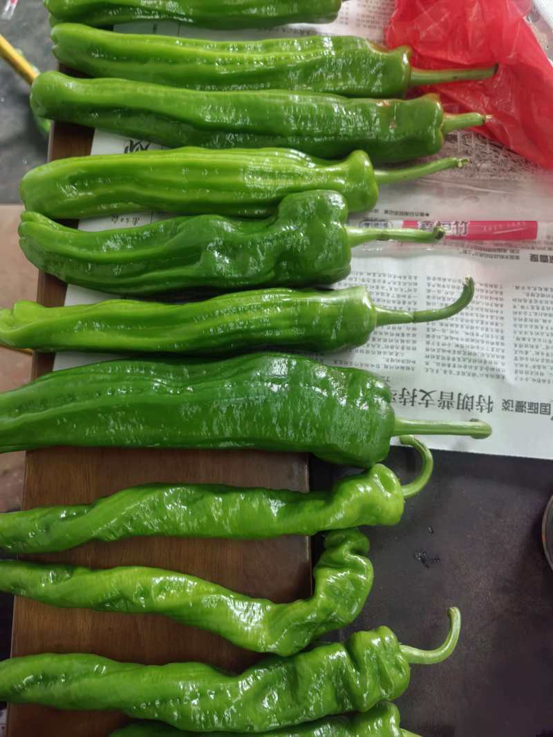 苏椒炮王芜湖椒广东湛江货海南基地直发全国各地