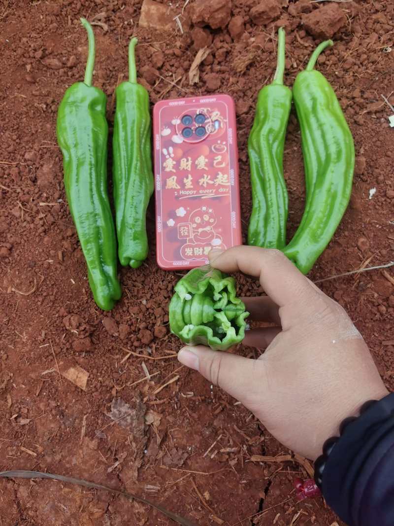 苏椒炮王芜湖椒广东湛江货海南基地直发全国各地