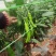 苏椒炮王芜湖椒广东湛江货海南基地直发全国各地