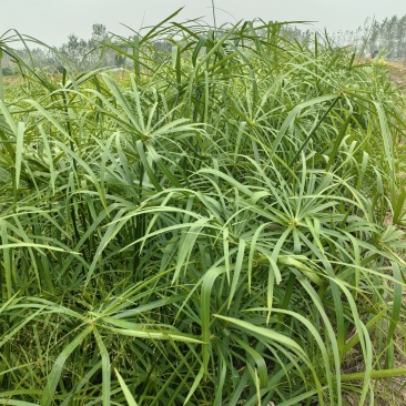 旱伞草（凤车草）