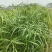旱伞草（凤车草）