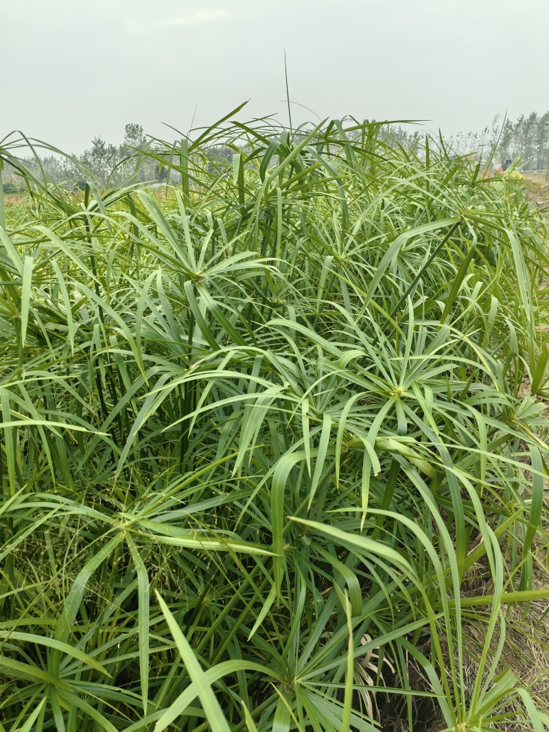 旱伞草（凤车草）