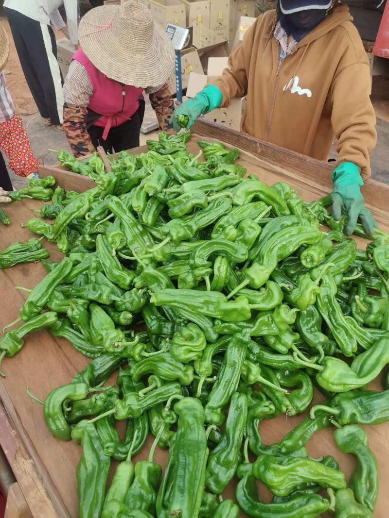 苏椒炮王芜湖椒广东湛江货海南基地直发全国各地