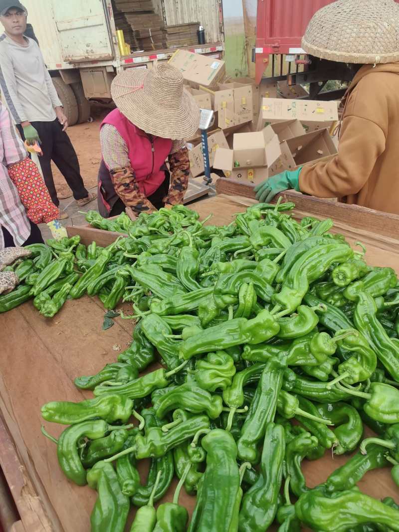 苏椒炮王芜湖椒广东湛江货海南基地直发全国各地