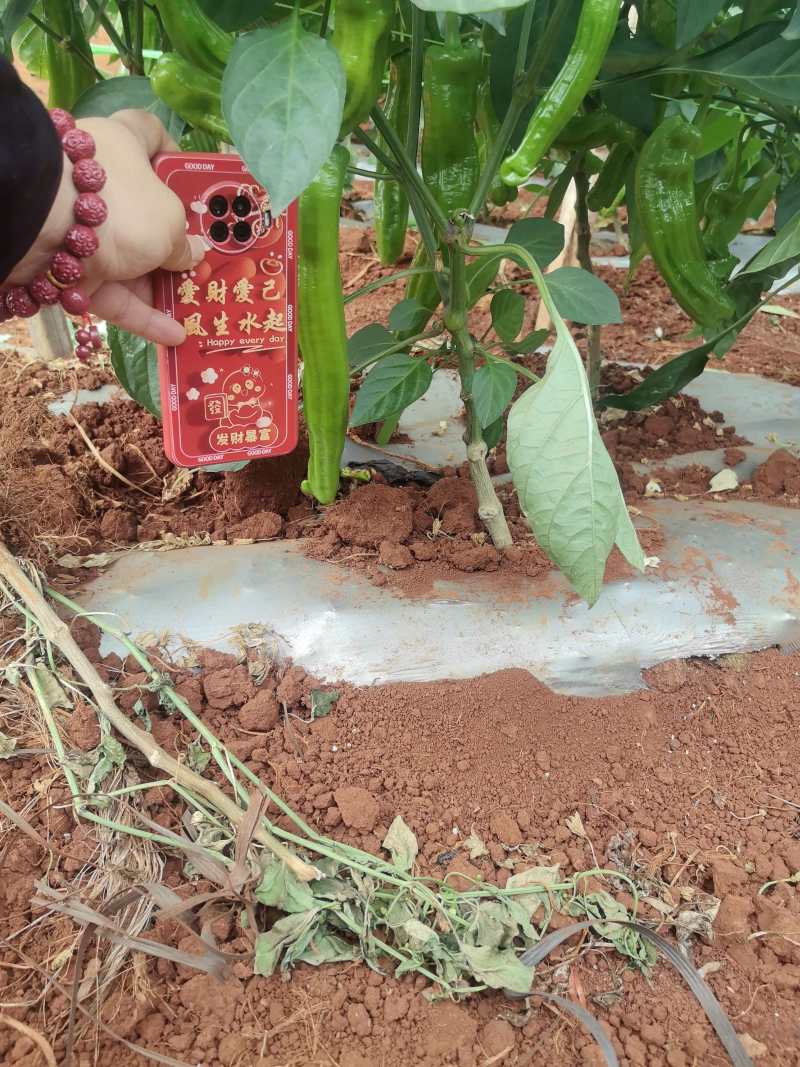 苏椒炮王芜湖椒广东湛江货海南基地直发全国各地